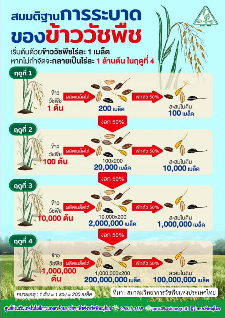 73. สมมติฐานการระบาดของข้าววัชพืช