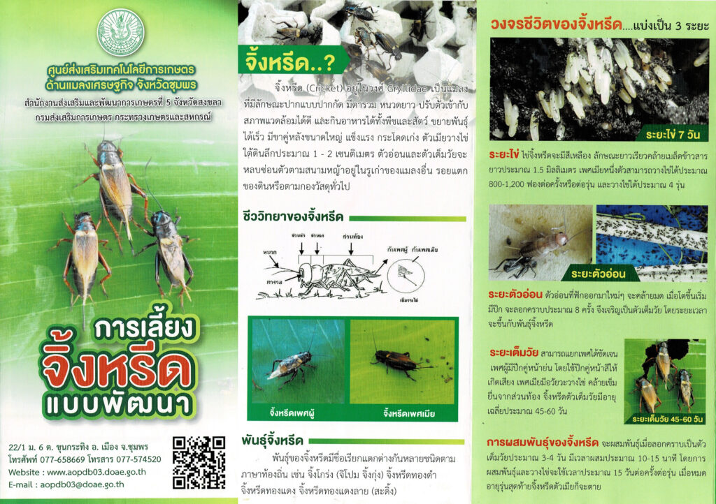 การเลี้ยงจิ้งหรีดแบบพัฒนา การเลี้ยงจิ้งหรีดแบบพัฒนา