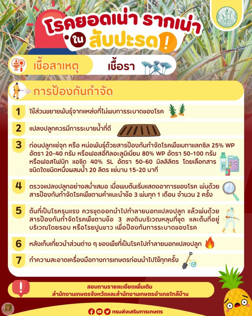 77. โรคยอดเน่า รากเน่า ในสับปะรด