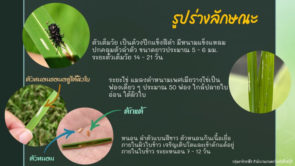 86.แมลงดำหนามข้าว