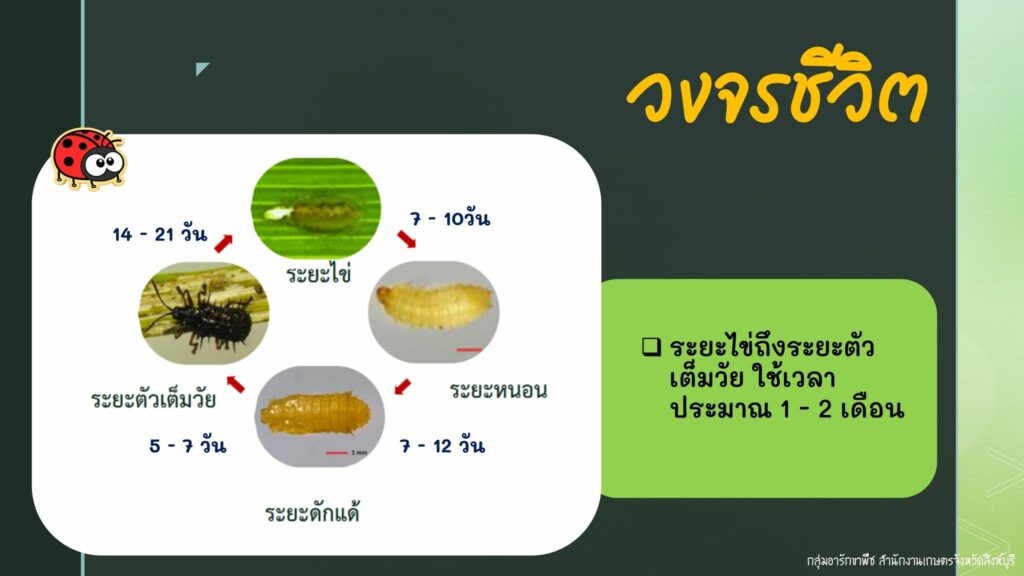 86.แมลงดำหนามข้าว