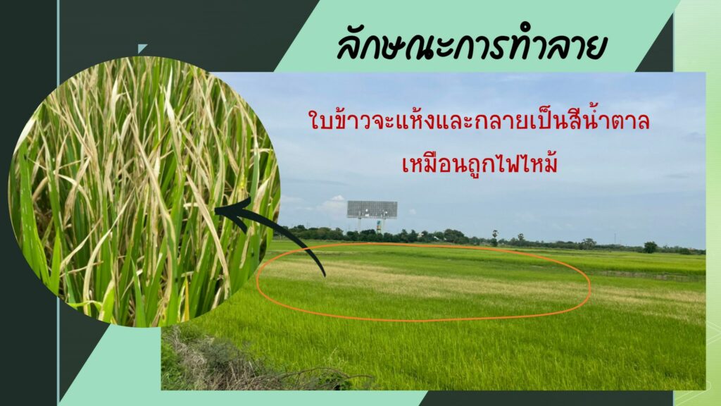 86.แมลงดำหนามข้าว