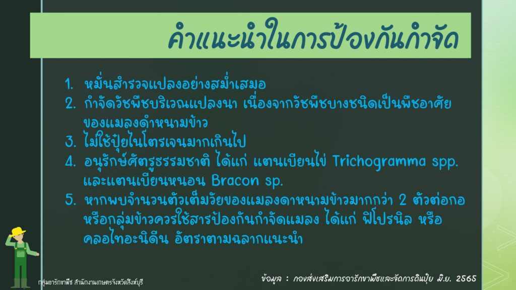 86.แมลงดำหนามข้าว