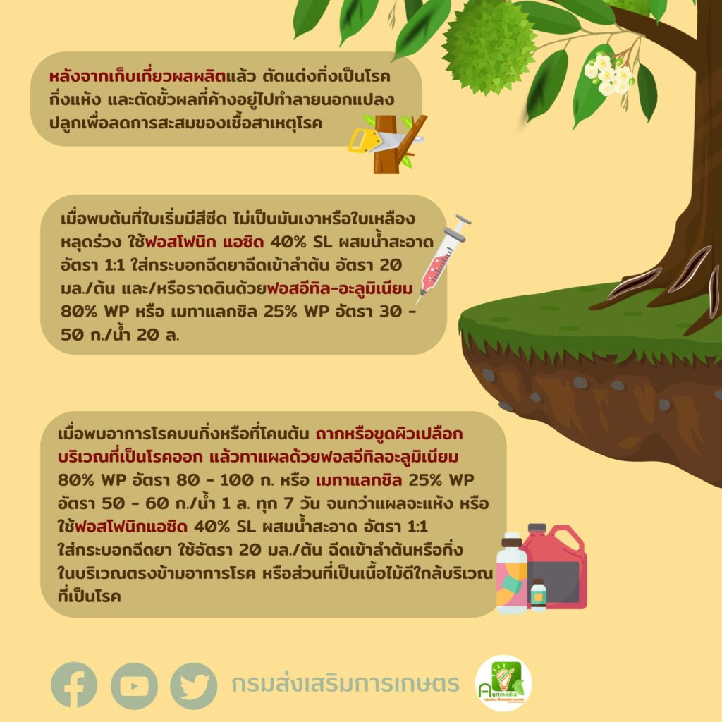 96. แนะนำวิธีรับมือโรครากเน่าโคนเน่าในทุเรียน