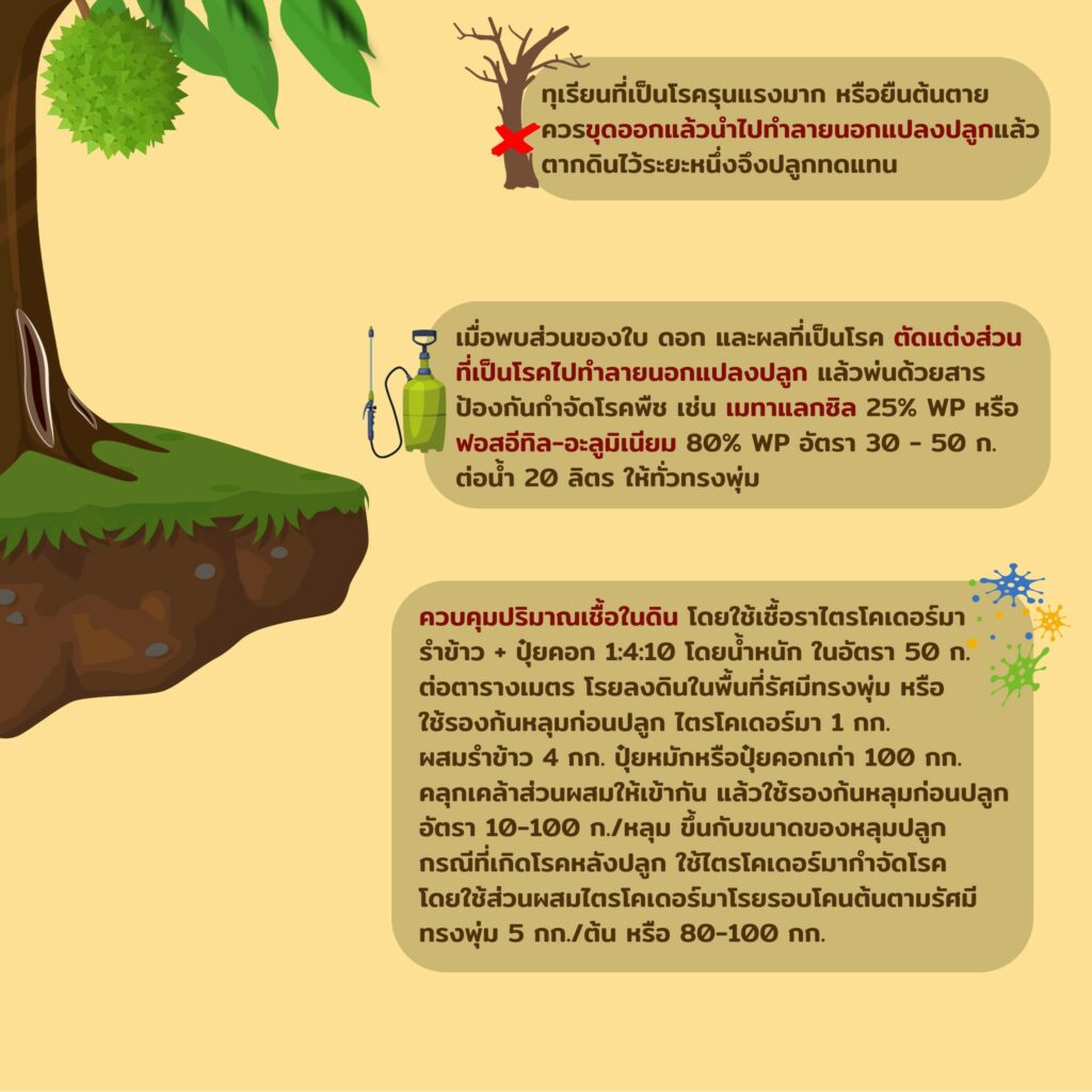 96. แนะนำวิธีรับมือโรครากเน่าโคนเน่าในทุเรียน