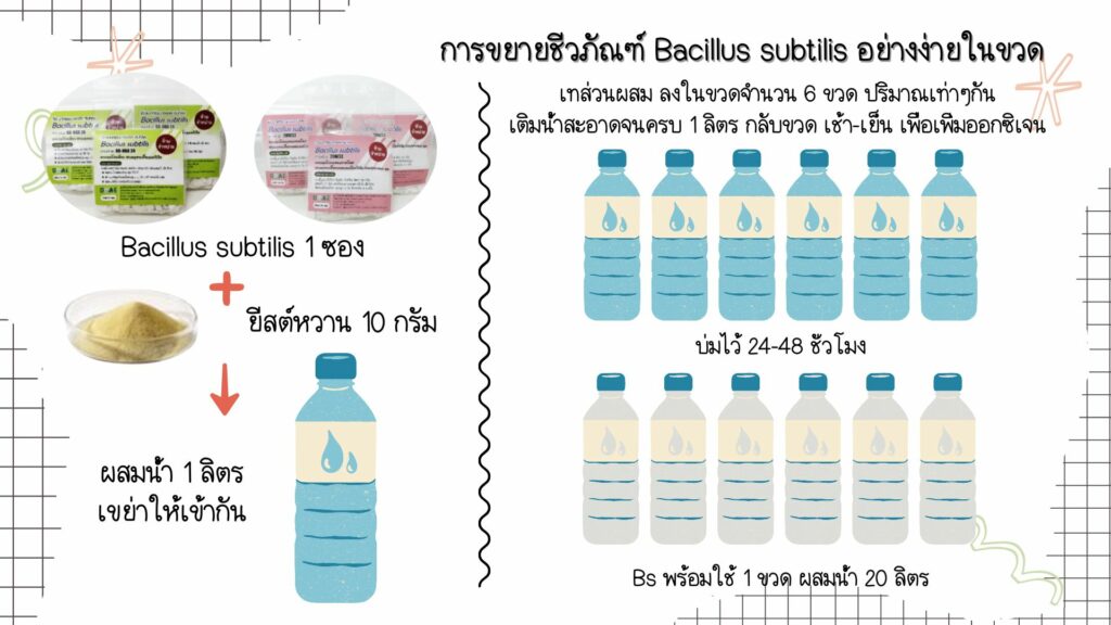 การขยายชีวภัณฑ์ Bacillus subtilis อย่างง่ายในขวด