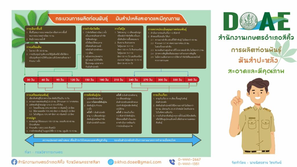 การผลิตท่อนพันธุ์มันสำปะหลัง