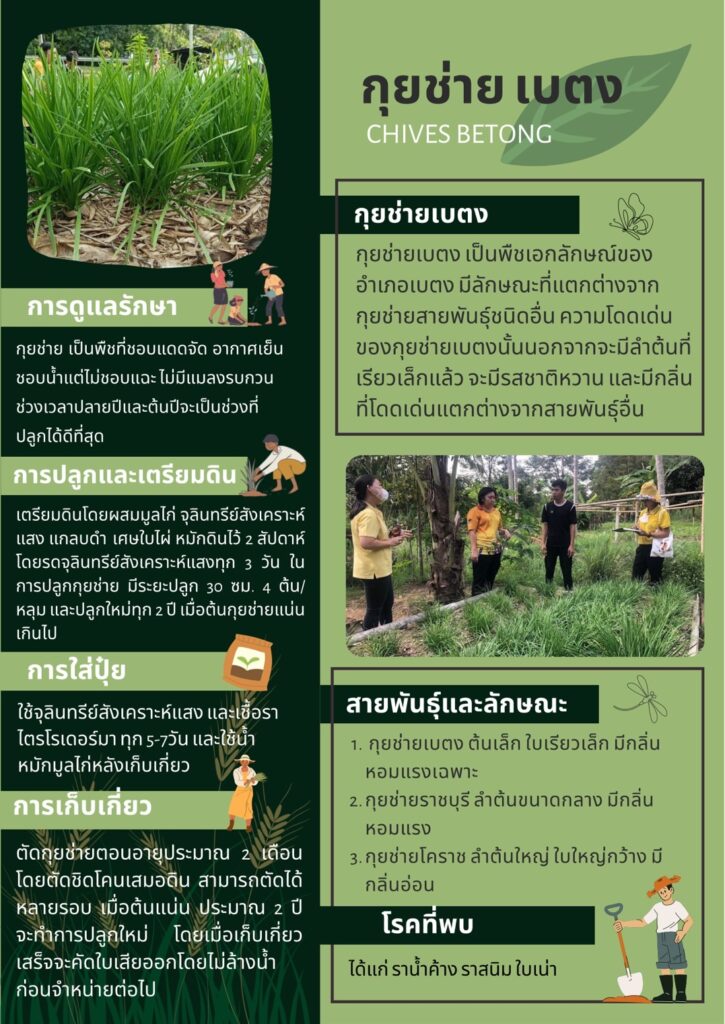 กุยช่าย เบตง กุยช่าย เบตง
