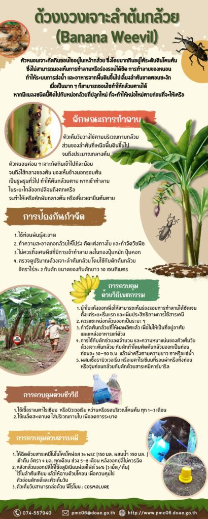 ด้วงงวงเจาะลำต้นกล้วย ด้วงงวงเจาะลำต้นกล้วย