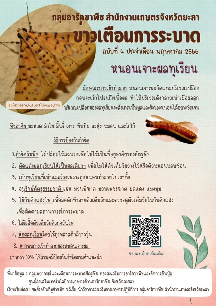 หนอนเจาะผลทุเรียน