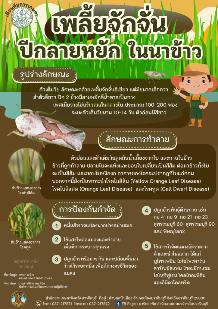 เพลี้ยจักจั่นปีกลายหยักในนาข้าว เพลี้ยจักจั่นปีกลายหยักในนาข้าว