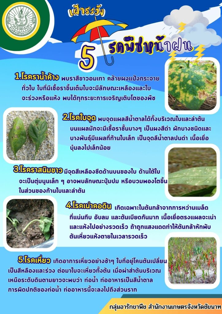 5 โรคพืชหน้าฝน