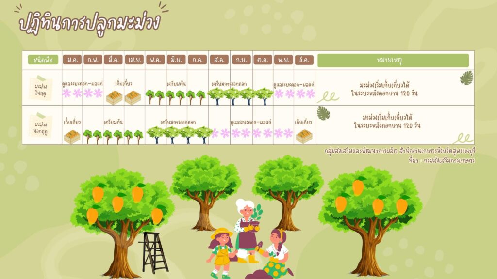 ปฏิทินการปลูกมะม่วง