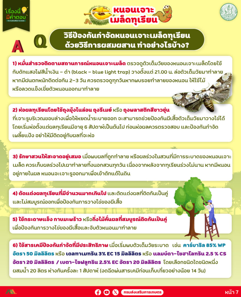 39. หนอนเจาะเมล็ดทุเรียน