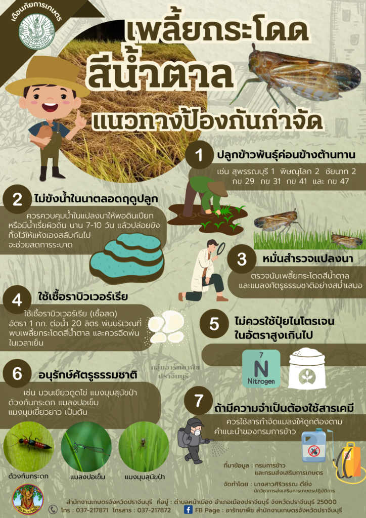 แนวทางป้องกันกำจัดเพลี้ยกระโดดสีน้ำตาล