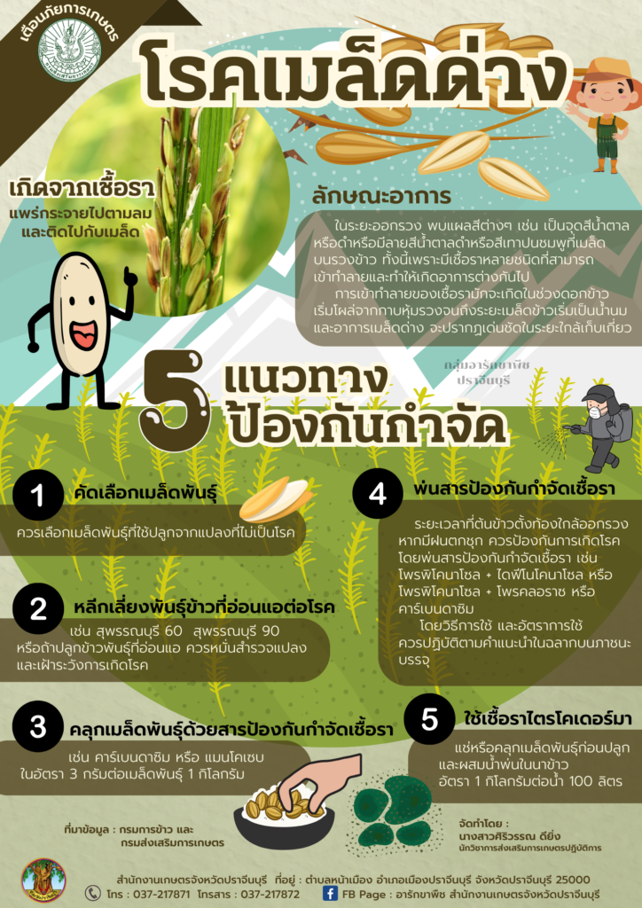 5 แนวทางป้องกันกำจัดโรคเมล็ดด่าง 5 แนวทางป้องกันกำจัดโรคเมล็ดด่าง