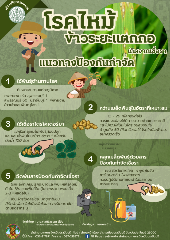 โรคไหม้ข้าวระยะแตกกอเกิดจากเชื้อรา