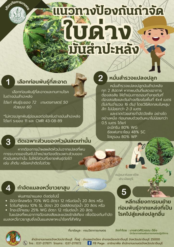 แนวทางป้องกันกำจัดใบด่างมันสำปะหลัง