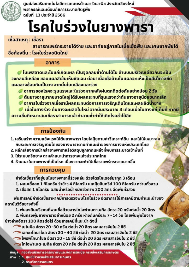 โรคใบร่วงในยางพารา