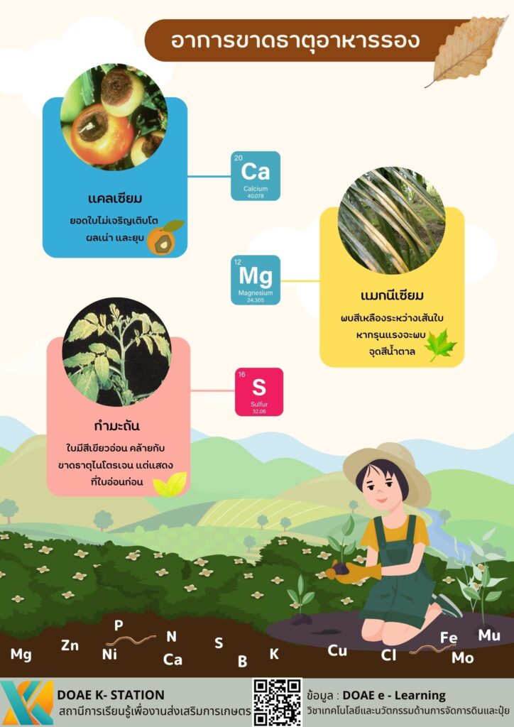 อาการขาดธาตุอาหารรอง อาการขาดธาตุอาหารรอง