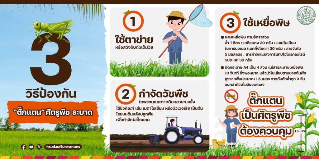 3 วิธีป้องกัน "ตั๊กแตน" ศัตรูพืช ระบาด