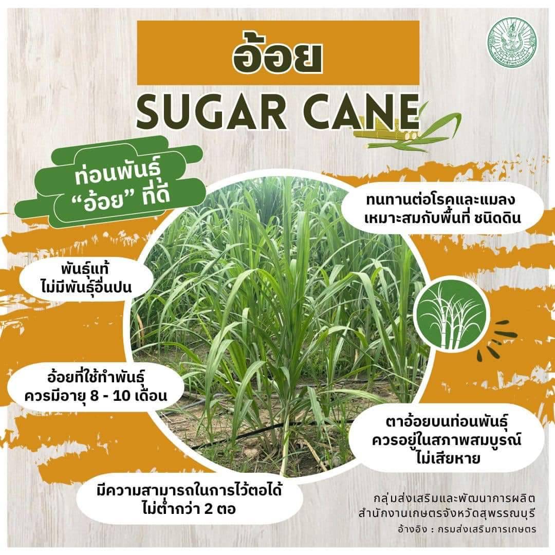 Infographic
