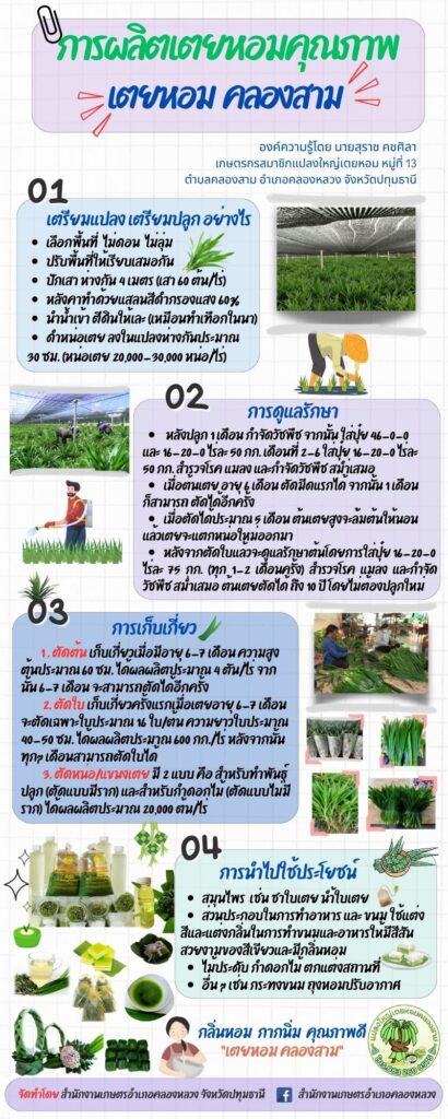 การผลิตเตยหอมคุณภาพ