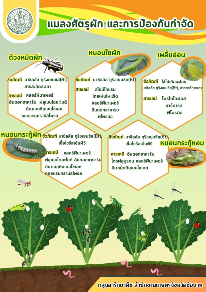 แมลงศัตรูผักและการป้องกันกำจัด