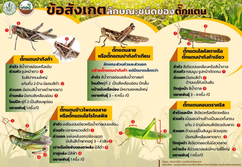 ชนิดของตั๊กแตน