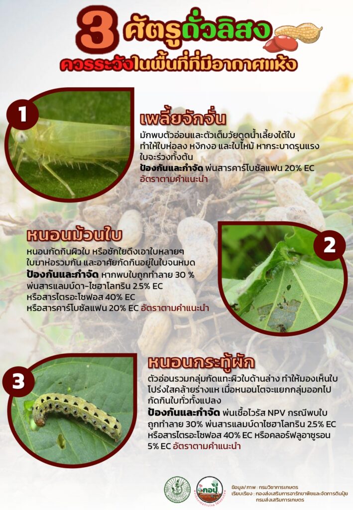 3 ศัตรูถั่วลิสง 3 ศัตรูถั่วลิสง