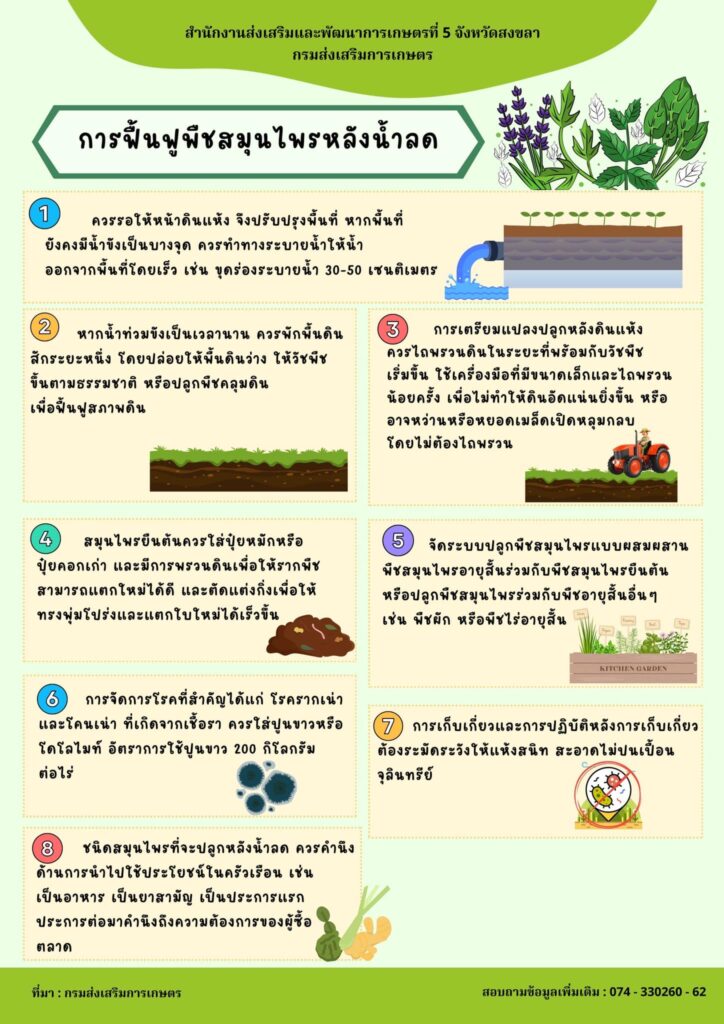 การฟื้นฟูพืชสมุนไพรหลังน้ำลด