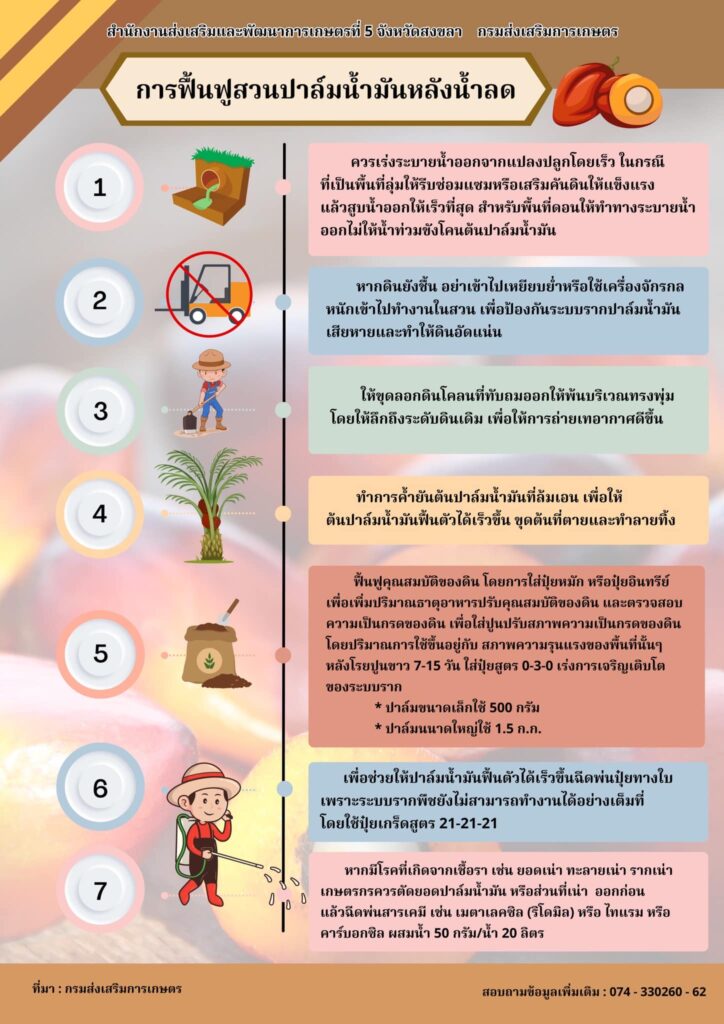 การฟื้นฟูสวนปาล์มน้ำมันหลังน้ำลด การฟื้นฟูสวนปาล์มน้ำมันหลังน้ำลด