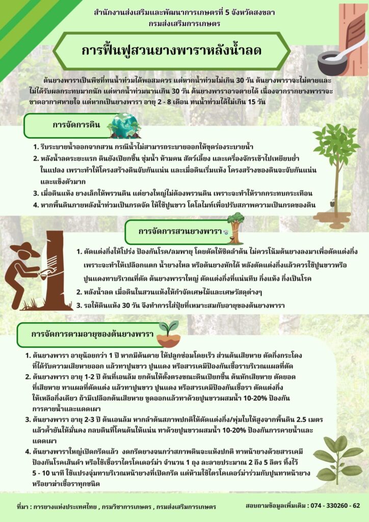 การฟื้นฟูสวนยางพาราหลังน้ำลด