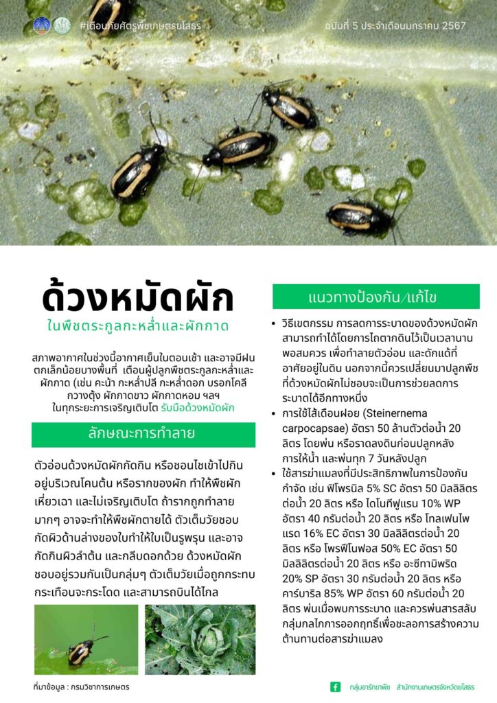ด้วงหมัดผัก ด้วงหมัดผัก