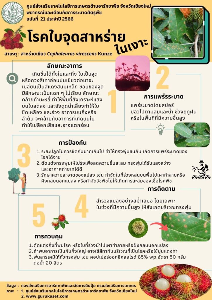 โรคใบจุดสาหร่ายในเงาะ โรคใบจุดสาหร่ายในเงาะ
