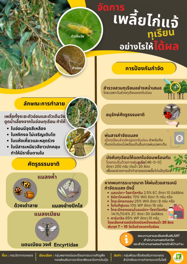จัดการเพลี้ยไก่แจ้ทุเรียน อย่างไรให้ได้ผล