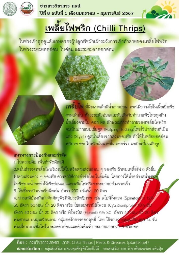 เพลี้ยไฟพริก (Chilli Thrips)