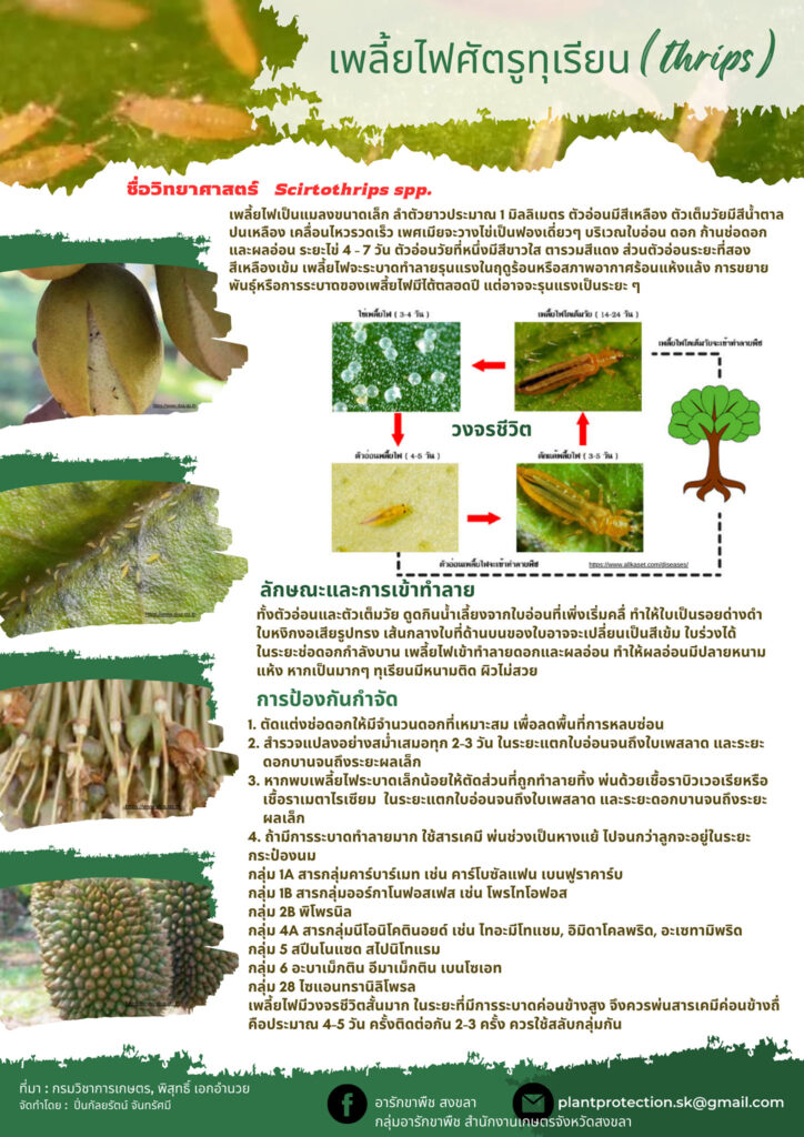 เพลี้ยไฟศัตรูทุเรียน (thrips)