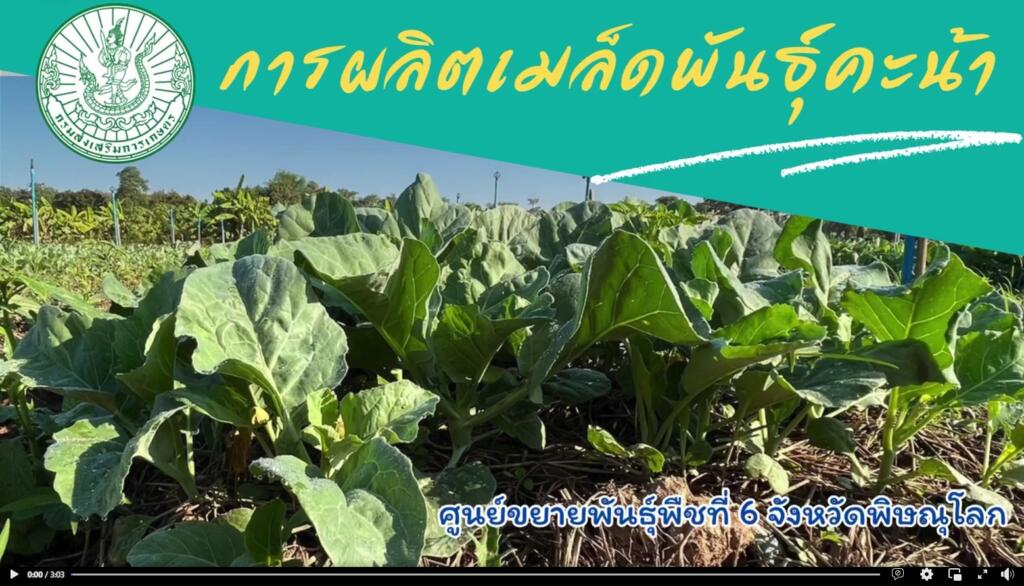 การผลิตเมล็ดพันธุ์คะน้า