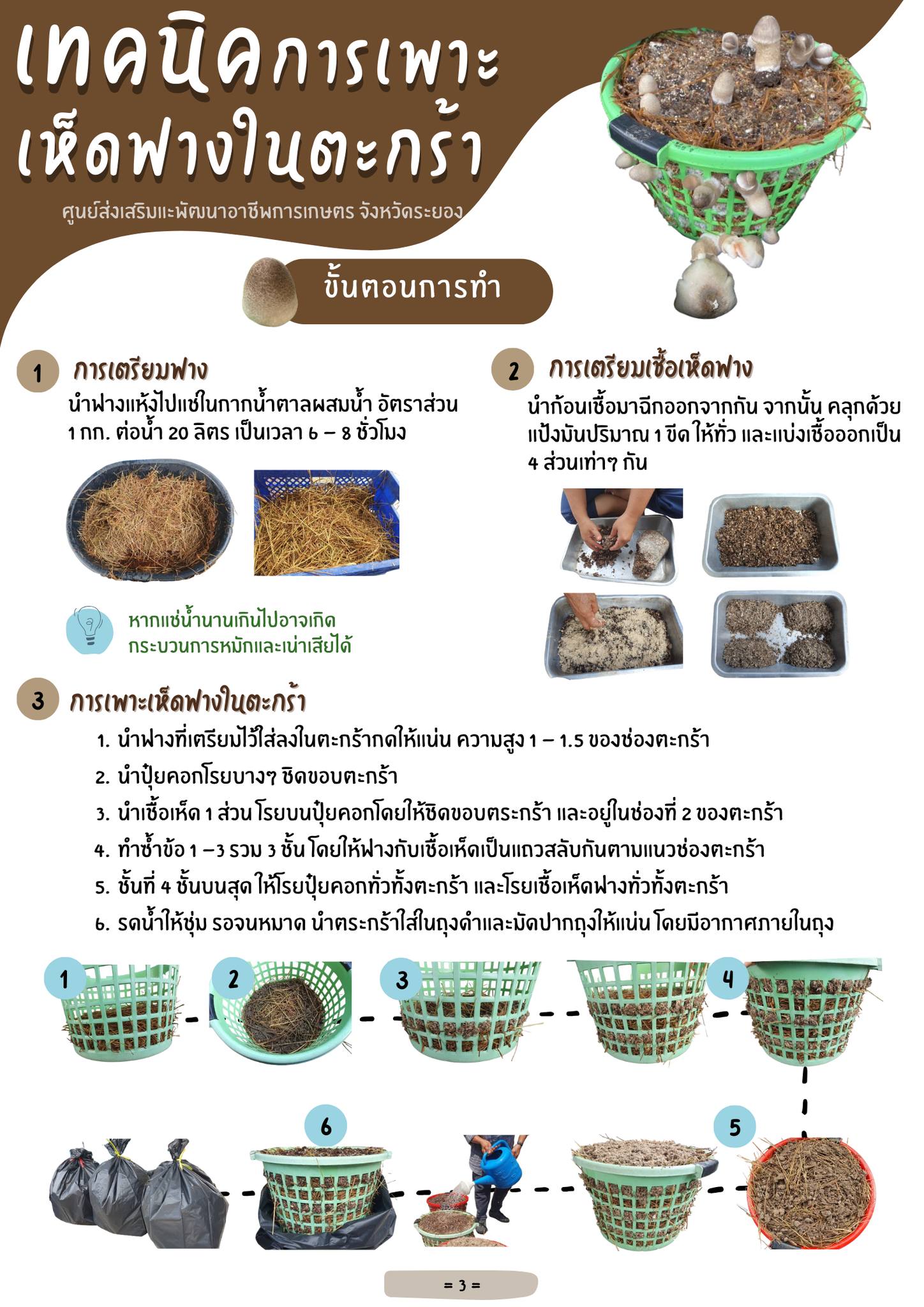 เทคนิคการเพาะเห็ดฟางในตะกร้า