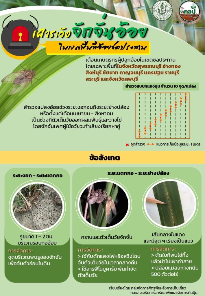 เฝ้าระวังจักจั่นอ้อย