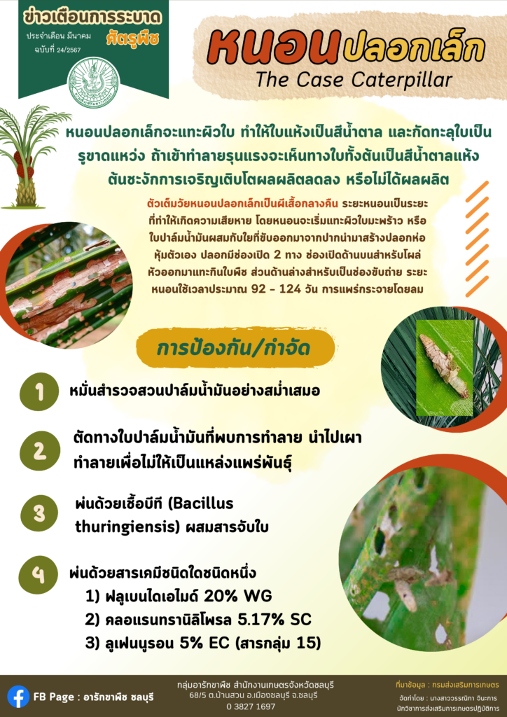 หนอนปลอกเล็ก หนอนปลอกเล็ก