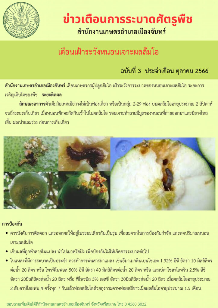 หนอนเจาะผลส้มโอ