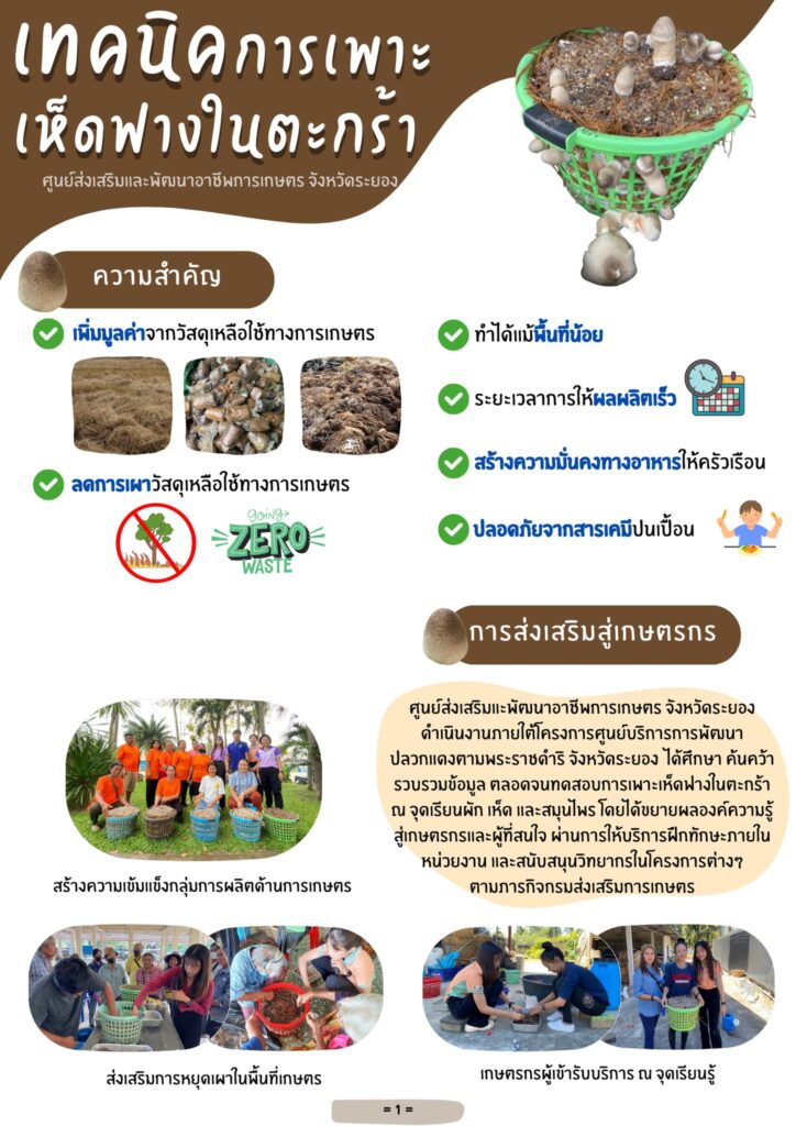 เทคนิคการเพาะเห็ดฟางในตะกร้า เทคนิคการเพาะเห็ดฟางในตะกร้า