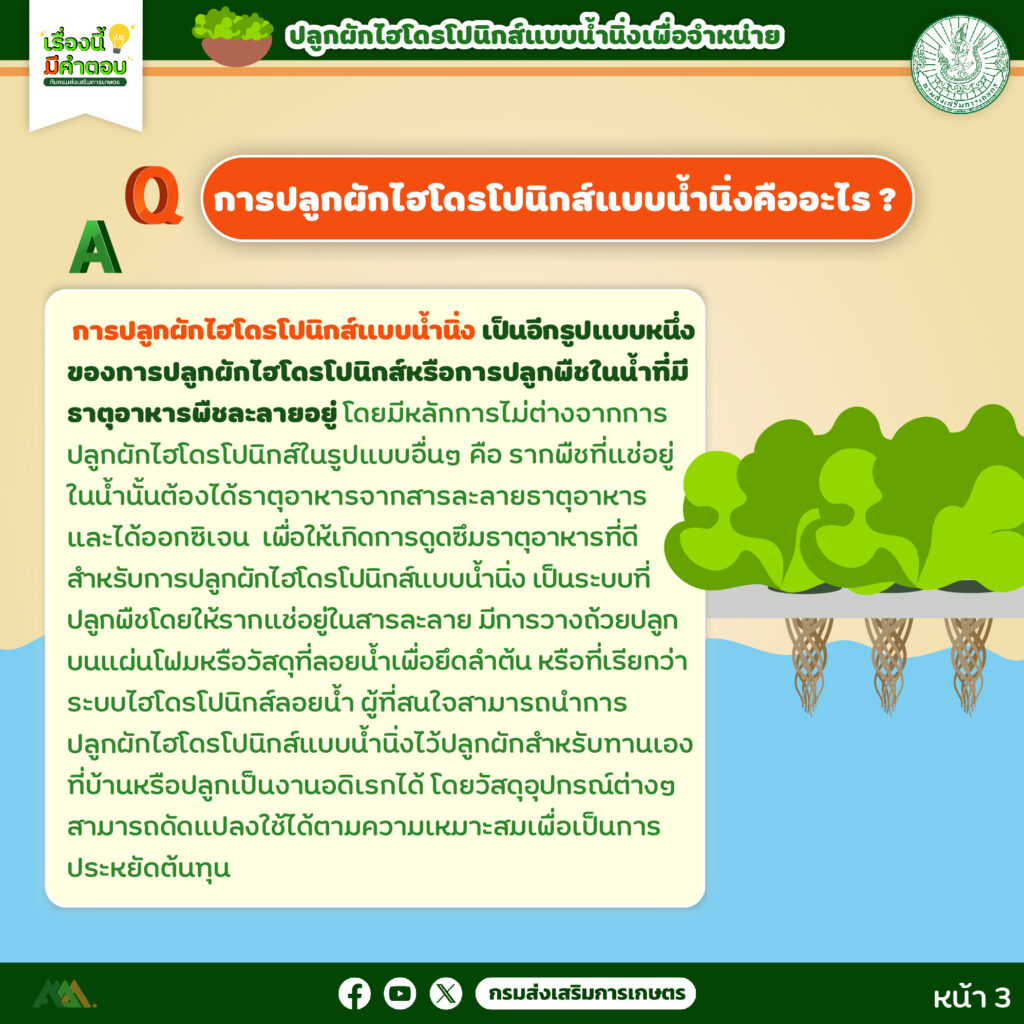 45. การปลูกผักไฮโดรโปนิกส์ (แบบน้ำนิ่ง) เพื่อจำหน่าย