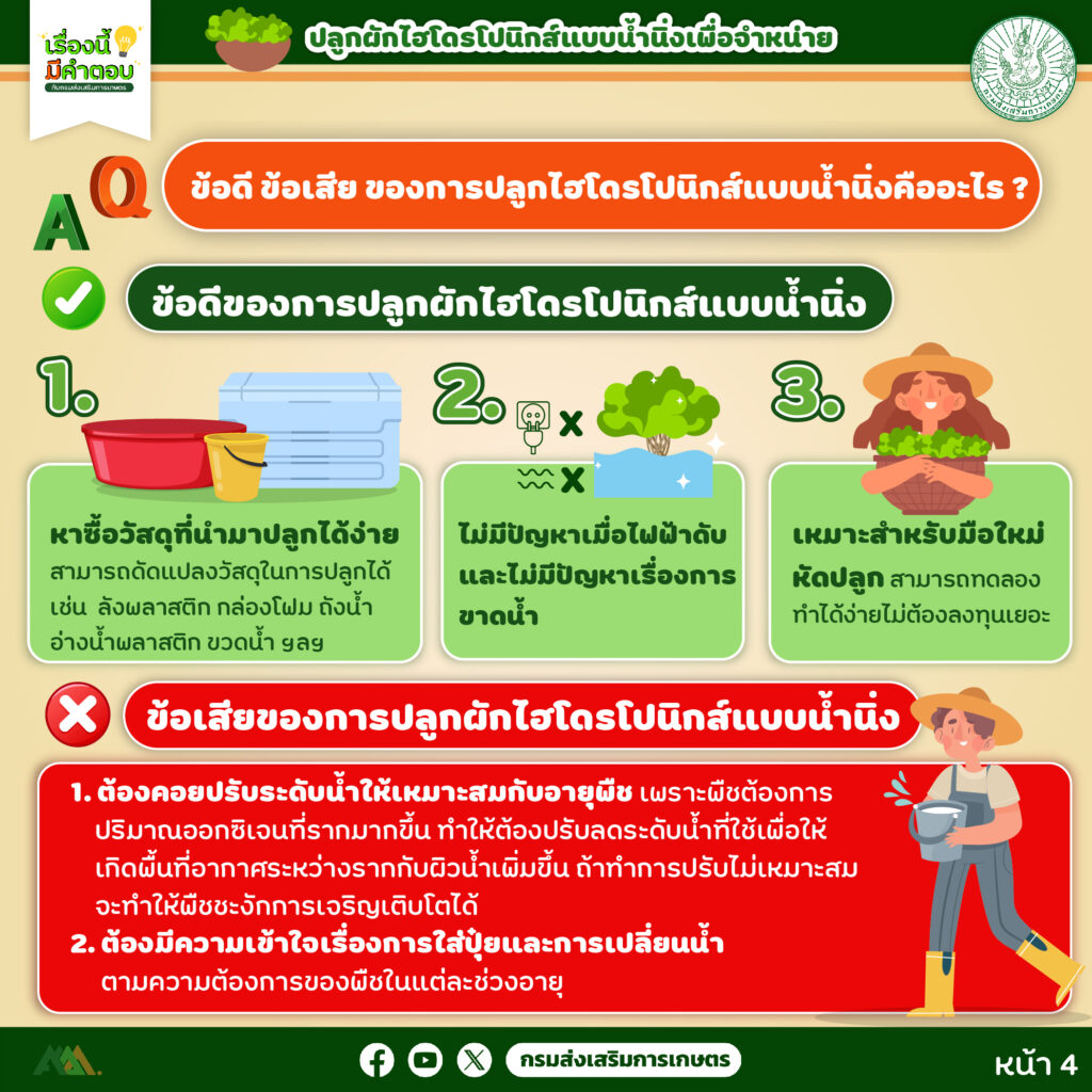 45. การปลูกผักไฮโดรโปนิกส์ (แบบน้ำนิ่ง) เพื่อจำหน่าย
