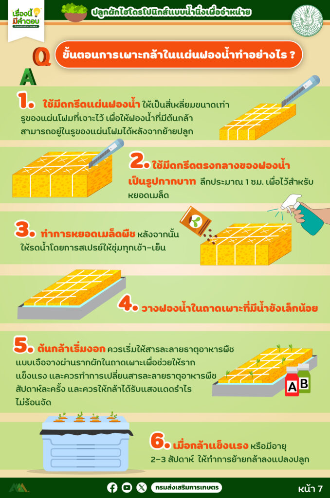 45. การปลูกผักไฮโดรโปนิกส์ (แบบน้ำนิ่ง) เพื่อจำหน่าย