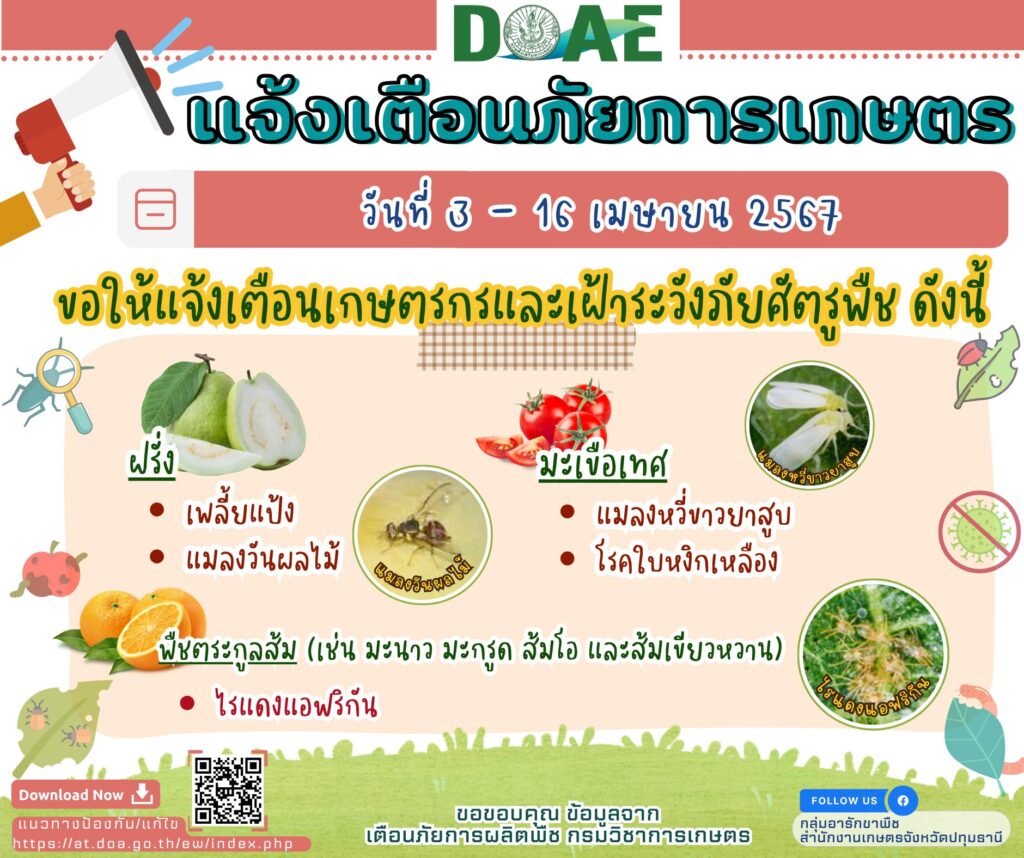 แจ้งเตือนภัยการเกษตร ช่วงวันที่ 3 - 16 เมษายน 2567