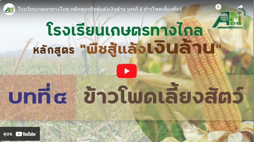 บทที่ 4 ข้าวโพดเลี้ยงสัตว์