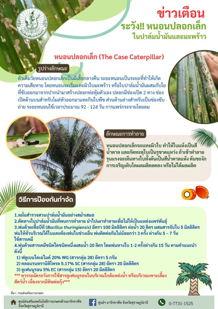 ระวัง!! หนอนปลอกเล็กในปาล์มน้ำมันและมะพร้าว ระวัง!! หนอนปลอกเล็กในปาล์มน้ำมันและมะพร้าว